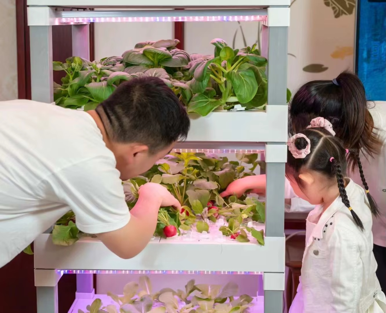 nt China Hydrokultur Grow Box  - Home Automation Systems Diy 리뷰 및 가격