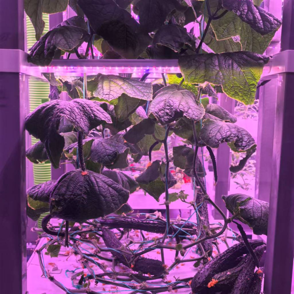 nt China Hydrokultur Grow Box  - Home Automation Systems Diy 리뷰 및 가격